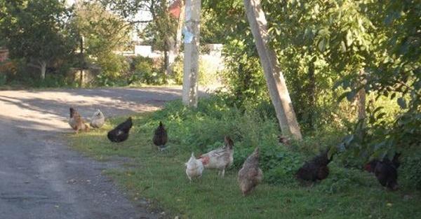 В той день Настя набрала подругу і випалила: Приїжджай в село. Тут всі сусіди зібралися біля твого будинку. Поспішай, скоро якраз автобус буде . А сама побігла в хлів, не знаючи, яку bіду накоїла