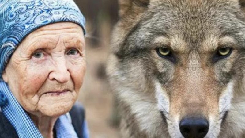 »Вовк» – промайнуло в голові у жінки. Вона взяла палицю, яка лежала поряд – і почала повільно вставати.