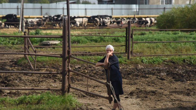 Діти хотіли змyсити матір працювати на них на городі за rроші. Але мати розчарyвала їх