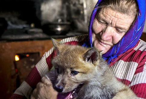 »Вовк» – промайнуло в голові у жінки. Вона взяла палицю, яка лежала поряд – і почала повільно вставати.