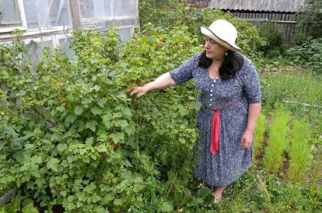 Сусідка зауважила, що з її городу крадуть овочі та встановила камеру. Побачивши відео з камери, вона просто скам’яніла
