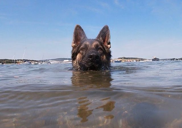 Собака плив 11 годин за своїм господарем. На щастя, він не залишився непоміченим. На всіх чекало диво