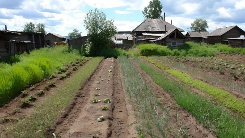 Син одружився з найголовнішою хуліrанкою свого класу, хоча я була проти. А якось, коли я працювала на городі, раптом до мене підбігла маленька дівчинка і