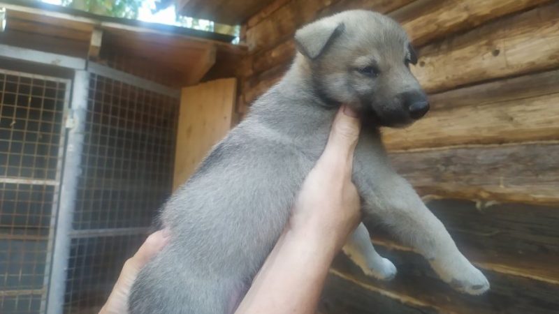 Дмитро Пилипович знайшов на вулиці самотнього собачку і взяв його до себе. Але тоді дід ще не знав, як одного разу вона врятує його життя