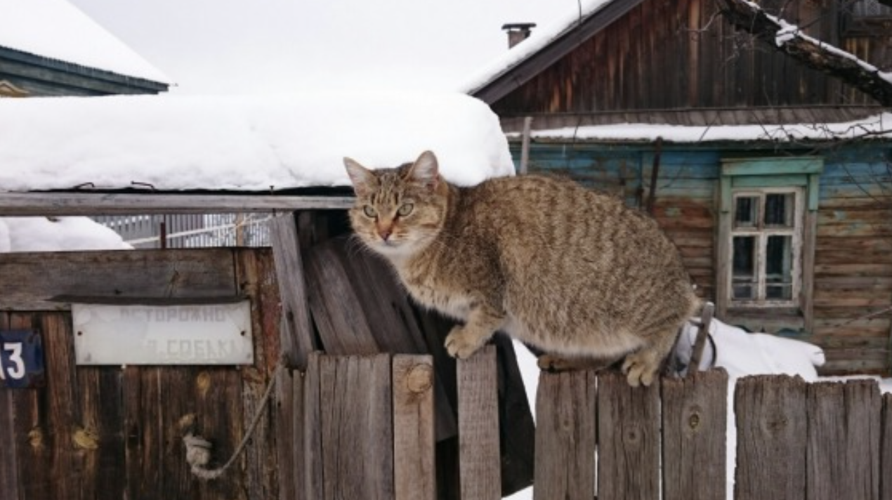 Деревенская кошка. Кошка из деревни. Кошки зима деревня. Кошки в деревне зимой. Кошачья деревня в России.