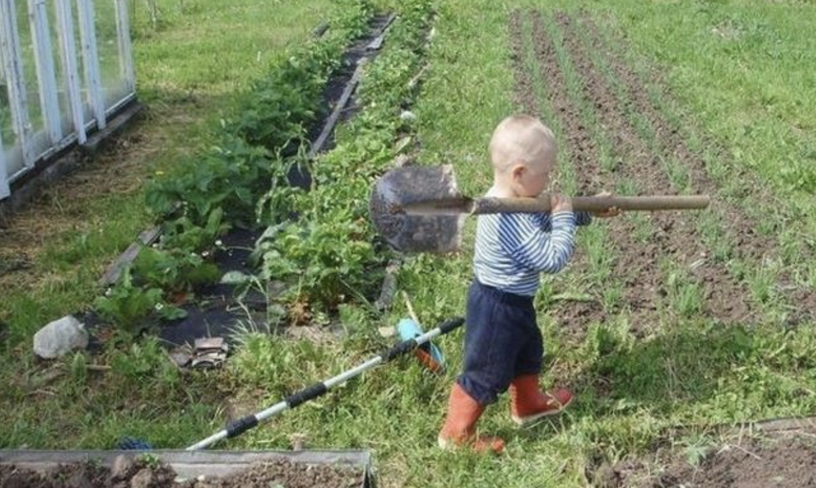 Дети посадили огород. Огородники на даче. Школьники на огороде. Огород для детей. Грядка для детей.