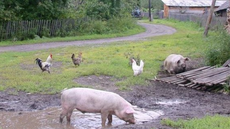 Сестра вирішила познайомити мене з мужиком з села, але як виявилося крім корів, курей і свиней, він більше ні про що не думав